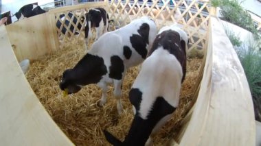 Tarım sanayi, tarım ve Hayvancılık kavramı - sürüsü calfs yeme saman. 