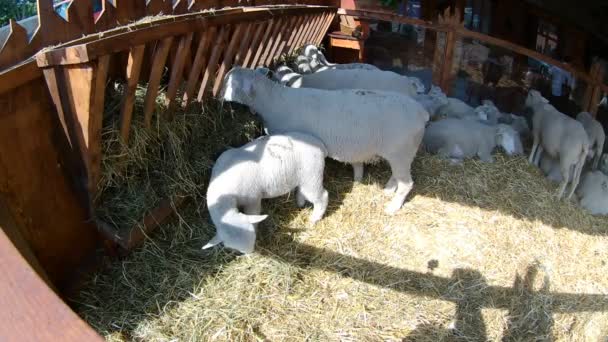 Verschillende Sheeps Kleine Schuur — Stockvideo