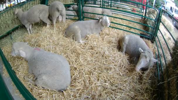 Plusieurs Moutons Dans Une Petite Grange — Video