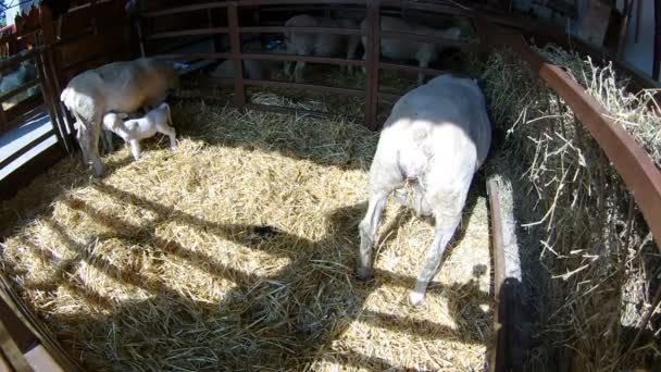 Tres Cabras Sobre Fondo Oscuro Cabras Comiendo — Vídeo de stock