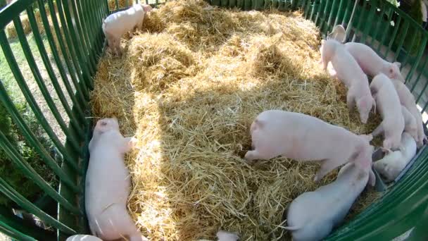 Сельское Хозяйство Сельское Хозяйство Животноводство Свиноводство — стоковое видео