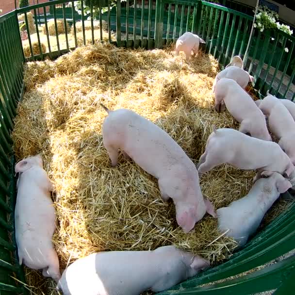 畜牧和畜牧业概念 养猪场 — 图库视频影像