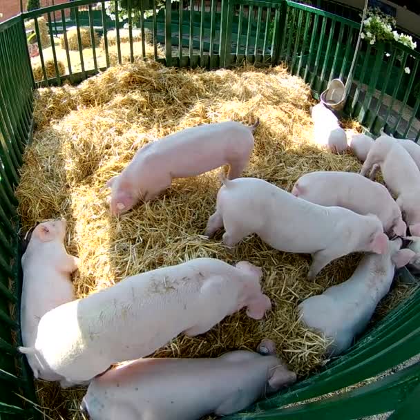 Agricultura Ganadería Ganadería Ganadería Porcina — Vídeos de Stock
