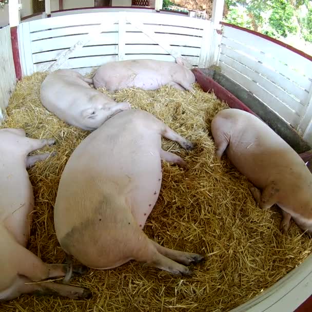 Landwirtschaft Landwirtschaft Und Tierhaltung Schweinezucht — Stockvideo