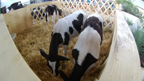 农牧业和畜牧业概念 Calfs 吃干草的羊群 — 图库视频影像