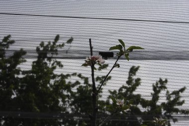 Orchard ile dolu anti net korumalı