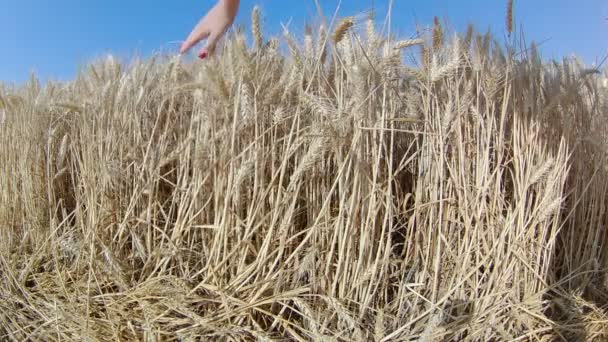 Campo Trigo Tocado Pela Mão Picos Luz Pôr Sol — Vídeo de Stock