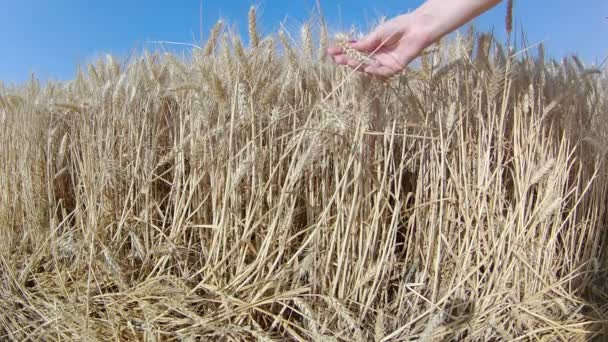 Поле Пшениці Яке Торкається Руки Шипів Під Час Заходу Сонця — стокове відео