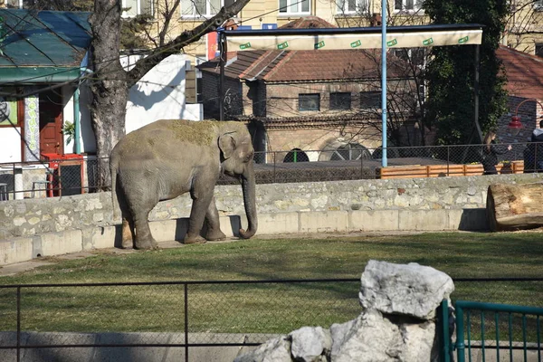 Elefante Zoológico Belgrado Sérvia — Fotografia de Stock