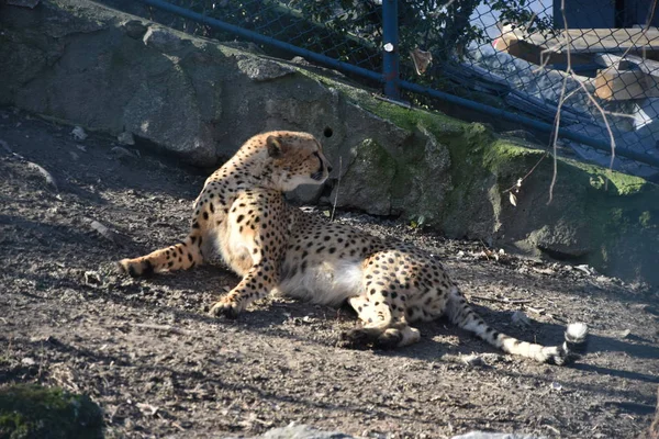 Gepard Acinonyx Jubatus Ležící Trávě — Stock fotografie