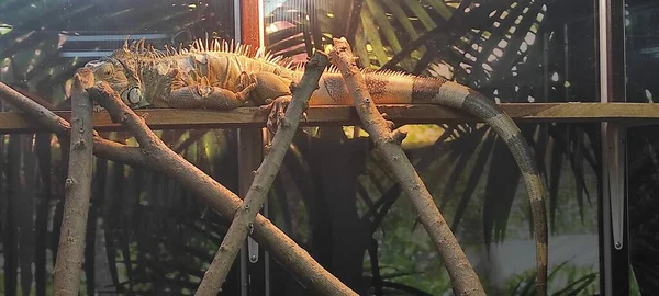 Iguana Nel Terrario Domestico Foto Stock Royalty Free