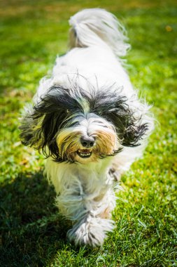 Tibet Terrier köpek çimenlerde koşuyor