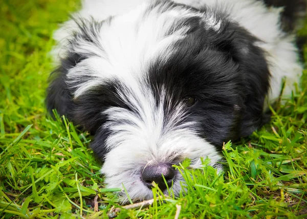 Beyaz Komik Tibet Terrier Köpek Köpek Çimenlerde Yalan Söylüyor — Stok fotoğraf