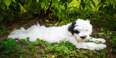 Beyaz komik Tibet Terrier köpek köpek çimenlerde yalan söylüyor