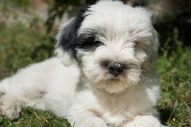 Beyaz komik Tibet Terrier köpek köpek çimenlerde yalan söylüyor