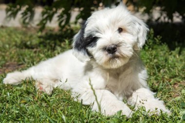 Beyaz komik Tibet Terrier köpek köpek çimenlerde yalan söylüyor