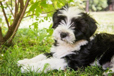 Beyaz komik Tibet Terrier köpek köpek çimenlerde yalan söylüyor