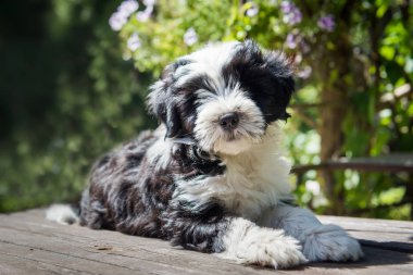 Beyaz komik Tibet Terrier köpek köpek yavrusu masada oturuyor