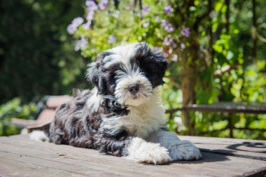 Beyaz komik Tibet Terrier köpek köpek yavrusu masaya oturuyor