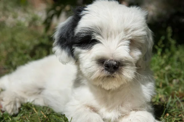 Fehér Vicces Tibeti Terrier Kutya Kölyök Fekszik Fűben — Stock Fotó