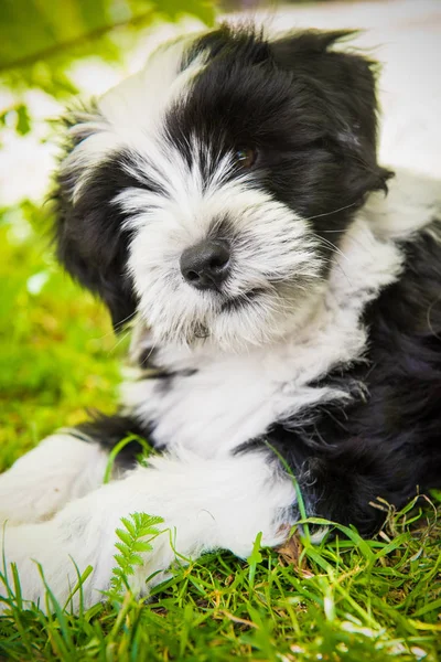 Fehér Vicces Tibeti Terrier Kutya Kölyök Fekszik Fűben — Stock Fotó