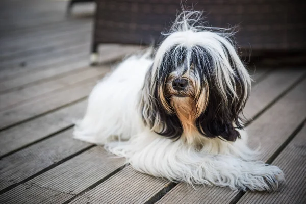 Branco Engraçado Tibetano Cão Terrier Está Deitado Pátio — Fotografia de Stock