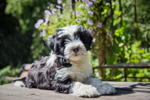 Beyaz komik Tibet Terrier köpek köpek yavrusu masada oturuyor