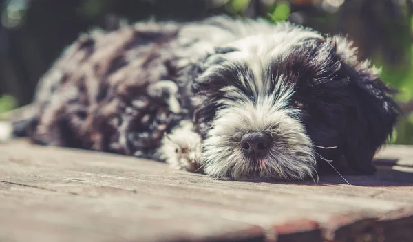 Beyaz komik Tibet Terrier köpek köpek yavrusu masaya oturuyor