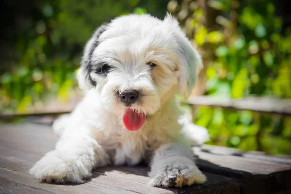 Branco Engraçado Tibetano Cachorro Cão Terrier Está Sentado Mesa — Fotografia de Stock