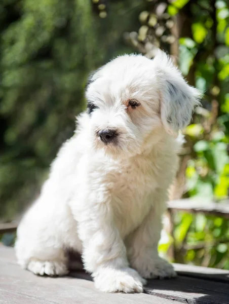 Vit Roliga Tibetansk Terrier Hundvalp Sitter Bordet — Stockfoto