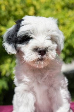 Beyaz komik Tibet Terrier köpek köpek yavrusu doğada oturuyor