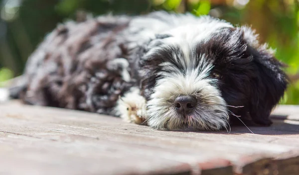 Beyaz komik Tibet Terrier köpek köpek yavrusu masaya oturuyor