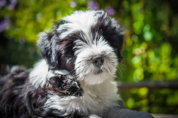 Beyaz komik Tibet Terrier köpek köpek yavrusu doğada oturuyor