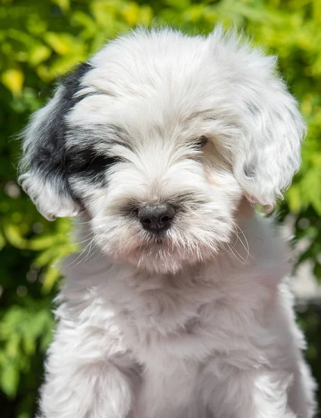 Beyaz Komik Tibet Terrier Köpek Köpek Yavrusu Doğada Oturuyor — Stok fotoğraf