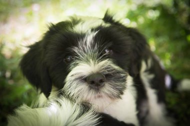 Beyaz komik Tibet Terrier köpek köpek yavrusu doğada oturuyor