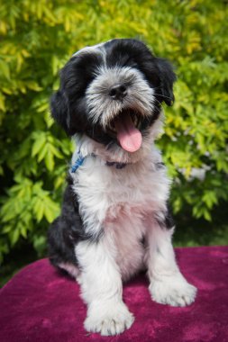 Beyaz komik Tibet Terrier köpek köpek yavrusu doğada gülümsüyor