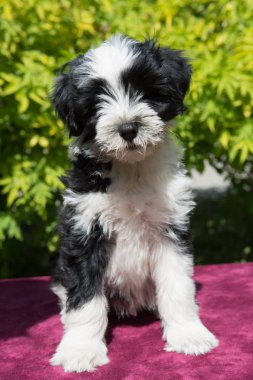 Beyaz komik Tibet Terrier köpek köpek yavrusu doğada oturuyor