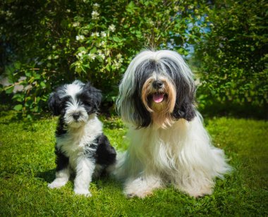 Tibet Terrier köpek ve köpek yavrusu doğa üzerinde