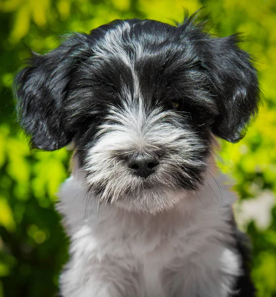 Branco Engraçado Tibetano Cachorro Cão Terrier Está Sentado Natureza — Fotografia de Stock