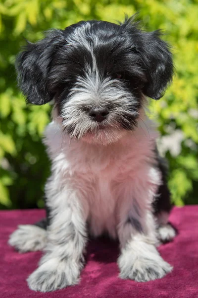 Beyaz komik Tibet Terrier köpek köpek yavrusu doğada oturuyor