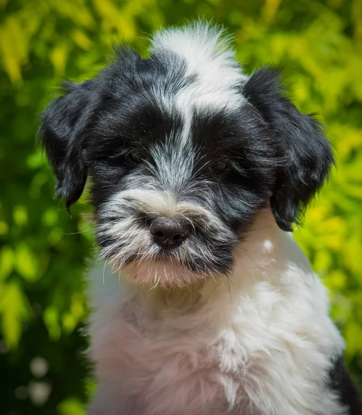 Weißer Lustiger Tibet Terrier Hundewelpe Sitzt Auf Der Natur — Stockfoto