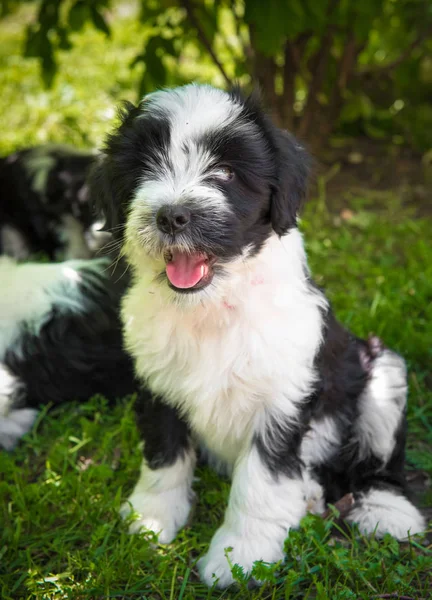 Beyaz komik Tibet Terrier köpek köpek yavrusu doğada oturuyor