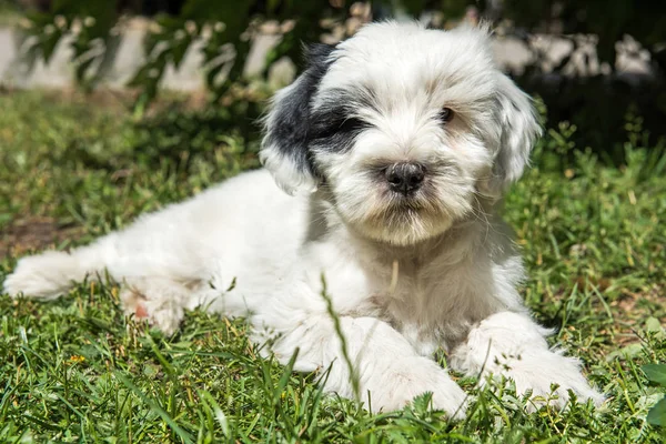 Weißer Lustiger Tibet Terrier Hundewelpe Sitzt Auf Der Natur — Stockfoto