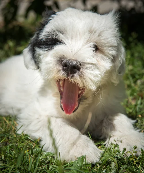 Branco Engraçado Tibetano Cachorro Cão Terrier Está Sorrindo Natureza — Fotografia de Stock