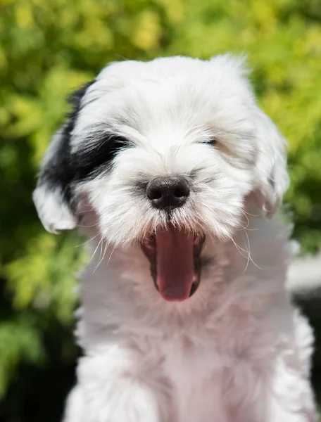 Білий Смішний Тибетський Тер Собака Цуценя Посміхається Природу — стокове фото