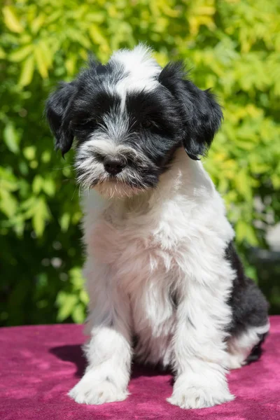 Branco Engraçado Tibetano Cachorro Cão Terrier Está Sentado Natureza — Fotografia de Stock