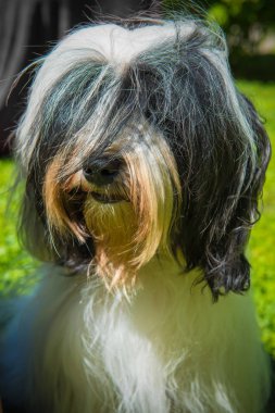 Beyaz kabarık Tibet Terrier köpek niteliğine
