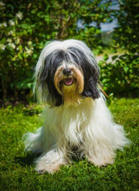 Beyaz kabarık Tibet Terrier köpek niteliğine