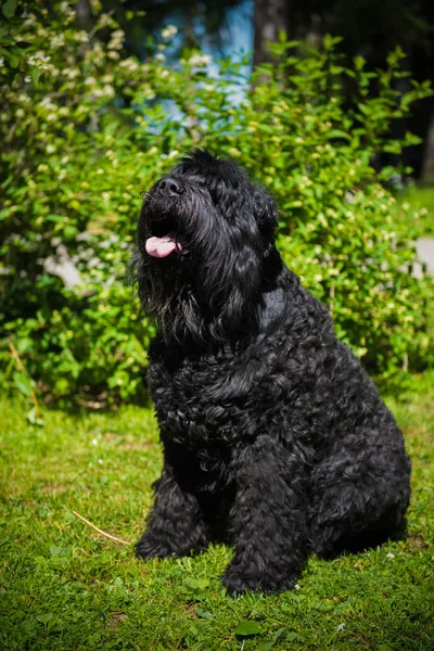 Russian Black Terrier Dog Nature Dog Coat Hard Denset — Stock Photo, Image