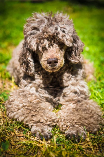 Velho Vermelho Poodle Cão Retrato Close Verão Natureza — Fotografia de Stock